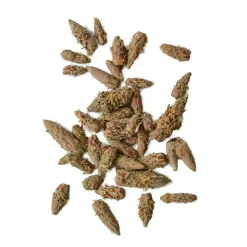 Männynsilmutee Dvaro Kavos, 50 g